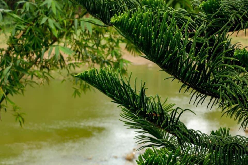 Sadhara River View Lodge Kandy Buitenkant foto